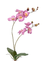 Phalaenopsisplant 75cm lila